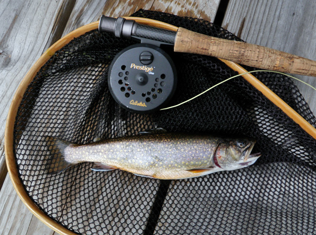 10" Colorful Wiley Pond Brook Trout